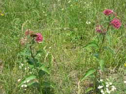 Image result for Oxalis purpurascens