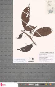 Image result for Antidesma membranaceum