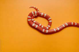 Snake Tail Stocksy United Snake Tail Snake Color Textures