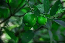 The leaves on black locust trees are pinnately compound and grow to about 10 (25 cm) long. How To Identify The 10 Most Common Fruit Plants Plantsnap