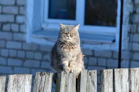 Shop for dog electric fences in dog gates, doors, and pens. Electric Fence Laws And Regulations For Australia Big Red Fencing