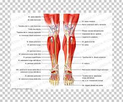 This muscle diagram made to look like a human. Leg Muscle Diagram For Kids Http Www Oocities Org Hourahan13 Images Musclediagram The Following Muscle Strengthen Exercises Are Designed To Help Kids Build A Sense Of Balance And Control And Give Them An Awareness Of