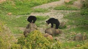 Forest Department takes steps to increase the green cover in Daroji Bear Sanctuary - hospet.online