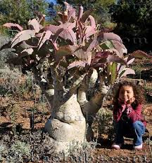 Image result for Cyphostemma jaegeri