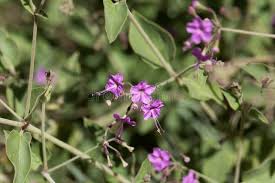 Image result for Commicarpus pedunculosus