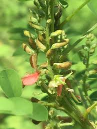 Image result for Indigofera subulata