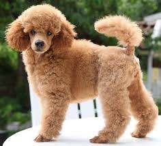 Check out our nurseries of our puppies for sale page to see our latest puppies. Apricot Parti Poodle Off 57