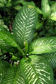 Dieffenbachia Amoena A sign talking about companion planting that is displayed with a planter that has these companion. dieffenbachia amoena