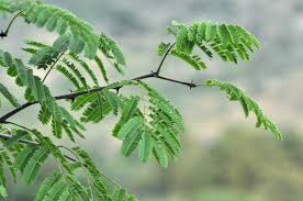 Image result for Acacia galpinii