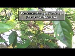 The company was founded in 1973 by tengku noor zakiah tengku ismail, the first bumiputera female stockbroker in malaysia. Bunga Bunga Kenanga In English