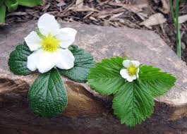 Image result for Fragaria chiloensis