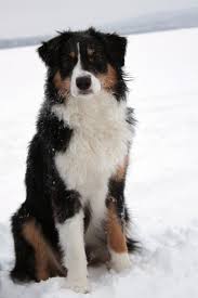 Black And Tan Australian Shepherd English Shepherd This Dog Looks Like My Old Dog Duke Who Went Missing A Couple Years Ago He A Was Mixed Another Breed Australian Shepherd Australian Shepherd Dogs Aussie Dogs