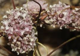 Image result for Cuscuta planiflora