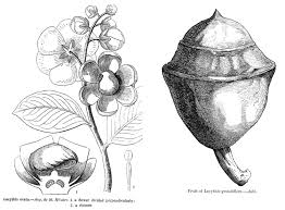 Image result for Lecythidaceae