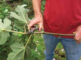 High density growing is possible due to clean sanitary conditions. How To Clone And Grow A Fig Tree Gardening Make Fig Fruit Tree Fig Tree Plant Growing Fruit Trees