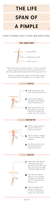 The Lifespan Of A Pimple How It S Born How It Lives And How It Dies Skin Treatments Pimples Esthetics