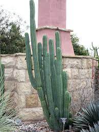 In doses of 5 to 22 milligrams per kilo of weight, it has psychotropic properties. Peruvian San Pedro Cactus Trichocereus Pachanoi Kens Nursery