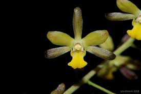 Image result for Graphorkis