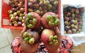 Cair obat tradisional kulit buah manggis. Manfaat Kulit Manggis Plus Cara Membuatnya Yang Mudah Dicoba
