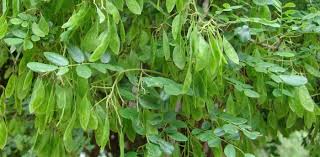 Image result for Dalbergia melanoxylon