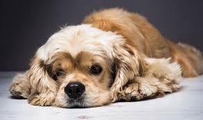 We did not find results for: Ini 8 Bahan Untuk Cara Menghilangkan Kutu Anjing Pintarpet