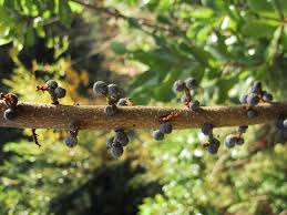 Image result for Myrica pilulifera