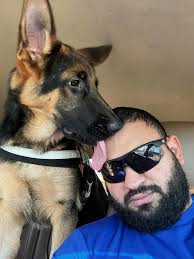 Lost Brown and Black German Shepherd in Spring Texas Memorial Northwest  Subdivision