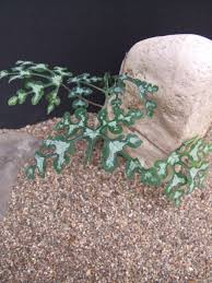 Image result for Adenia repanda