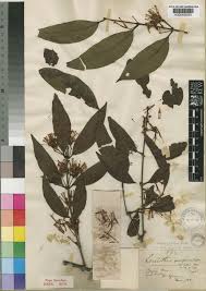 Image result for Englerina