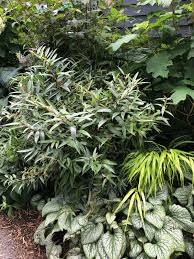 Image result for Impatiens stuhlmannii