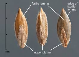 Image result for Digitaria setifolia