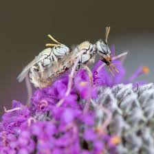 Image result for Isoglossa perdita