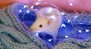 Originally this trait was considered ideal because it created whole lines of rabbits over the centuries, there have been many experiments with albinism. Albino Rat Facts 32 Awesome Facts About White Rats With Pink Eyes