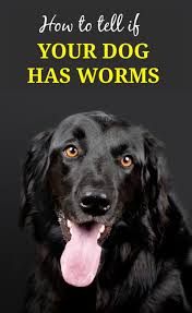 Symptoms Of Worms In Dogs Pbs Pet Travel