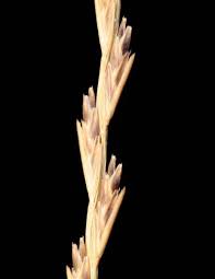 Image result for Tripogon minimus