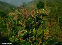 Image result for Cunoniaceae