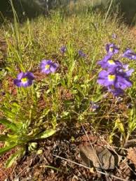 Image result for Mimulus gracilis