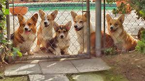 Find the perfect welsh corgi. So Cal Corgis