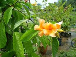 Image result for Marsdenia macrantha