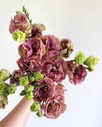 Image result for eustoma flamenco