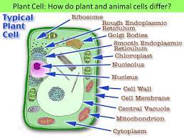 We did not find results for: 1 The Difference Between Plant And Animal Cells Is That Animal Cells Contain A Cell Wall And Chloroplasts 2 The Main Source Of Energy For Our Bodies Is Ppt Download