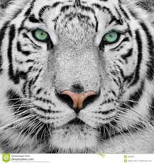 White Tiger Tiger Photography Animals Wild Animal Photography