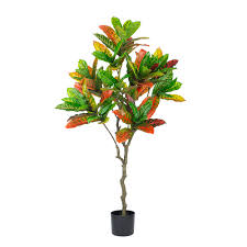 Image result for Croton