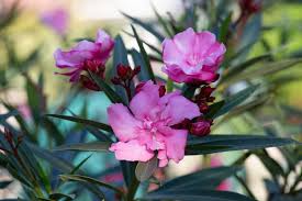 Image result for Oleandra