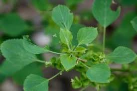 Image result for Acalypha pubiflora