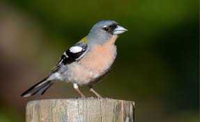 Image result for Afrosolen setifolius