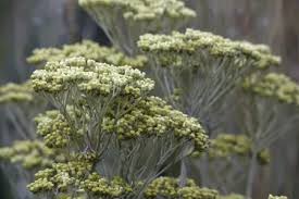 Image result for Helichrysum schimperi