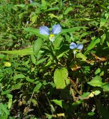 Image result for Commelina nyasensis