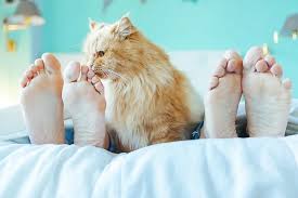 For example, you can use a laser to get your cat running, or play chase or a little catnip. Why Do Cats Sleep At The Foot Of The Bed Vet Explains Pets