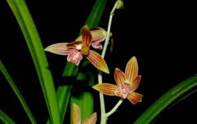 Tanaman yang dapat dijumpai di papua adalah tanaman jenis conifera seperti agatis alba serta obi. Persebaran Flora Dan Fauna Di Indonesia Barat Tengah Timur Salamadian